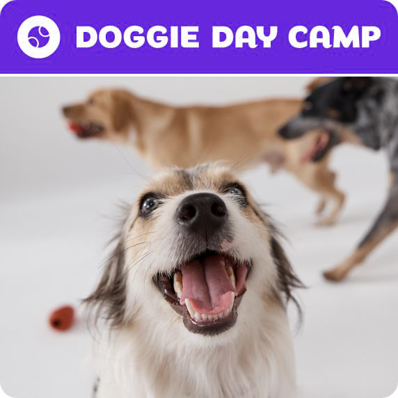 Doggie Day Camp